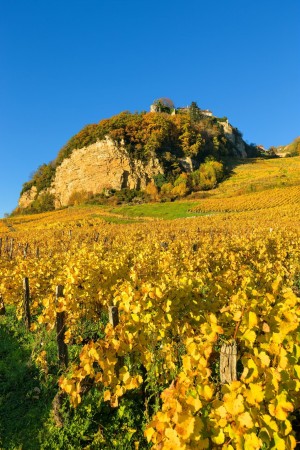 Nos vignerons Jurassiens