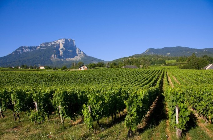 Nos artisans vignerons de Savoie et du Bugey