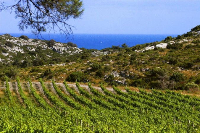 Nos néo vignerons languedociens