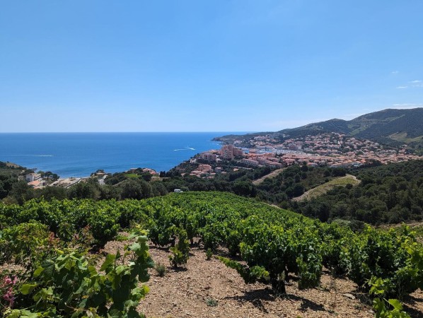 Nos vignerons du renouveau dans le Roussillon