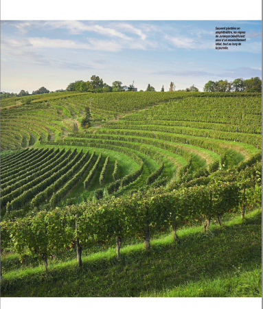 Nos vignerons qui cassent les codes du Sud-Ouest