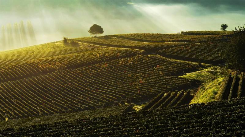 Le renouveau de Bordeaux à travers des vins de vignerons