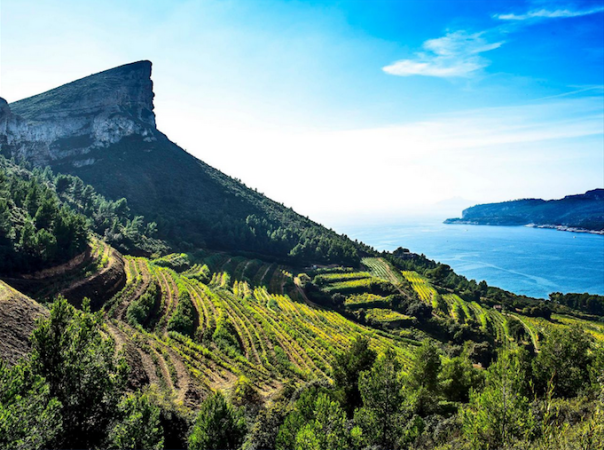 Nos vignerons iconoclaste de Provence